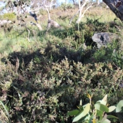 Podocarpus lawrencei at Cotter River, ACT - 8 Jan 2023 07:20 AM