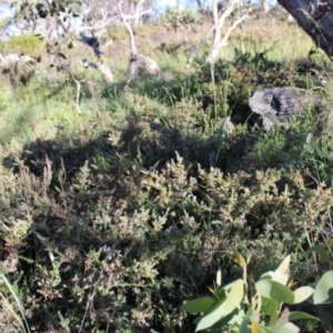 Podocarpus lawrencei at Cotter River, ACT - 8 Jan 2023 07:20 AM