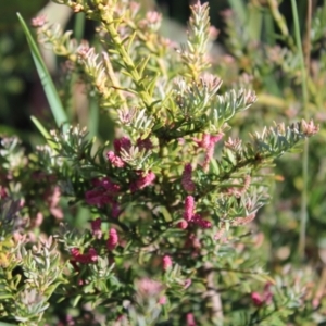 Podocarpus lawrencei at Cotter River, ACT - 8 Jan 2023 07:20 AM