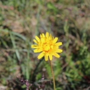 Microseris lanceolata at Cotter River, ACT - 8 Jan 2023 07:25 AM