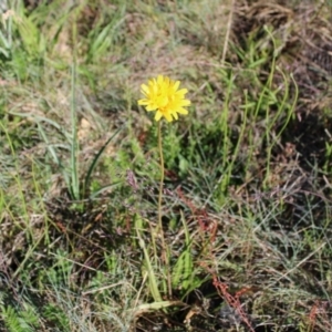 Microseris lanceolata at Cotter River, ACT - 8 Jan 2023 07:25 AM