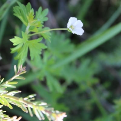 Geranium potentilloides var. abditum at Cotter River, ACT - 7 Jan 2023 by Tapirlord