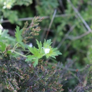 Geranium potentilloides var. abditum at Cotter River, ACT - 8 Jan 2023 07:35 AM