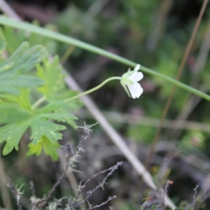 Geranium potentilloides var. abditum at Cotter River, ACT - 8 Jan 2023 07:35 AM