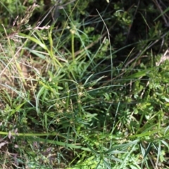 Gingidia harveyana (Slender Gingidia) at Cotter River, ACT - 8 Jan 2023 by Tapirlord