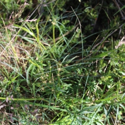 Gingidia harveyana (Slender Gingidia) at Cotter River, ACT - 7 Jan 2023 by Tapirlord