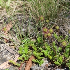 Acaena novae-zelandiae (Bidgee Widgee) at Cotter River, ACT - 8 Jan 2023 by Tapirlord