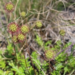 Acaena novae-zelandiae at Cotter River, ACT - 8 Jan 2023 08:16 AM