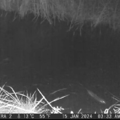 Hydromys chrysogaster (Rakali or Water Rat) at Paddys River, ACT - 14 Jan 2023 by HelenCross