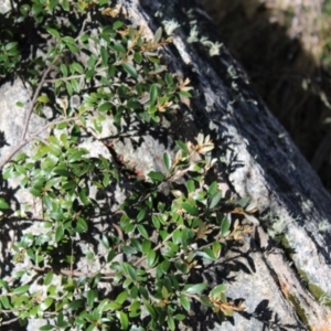 Grevillea diminuta at Cotter River, ACT - 8 Jan 2023