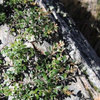 Grevillea diminuta at Cotter River, ACT - 8 Jan 2023 by Tapirlord