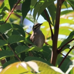 Caligavis chrysops (Yellow-faced Honeyeater) at Goulburn, NSW - 26 Jan 2023 by Rixon