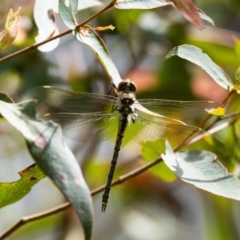 Hemicordulia tau (Tau Emerald) at Penrose, NSW - 25 Oct 2022 by NigeHartley