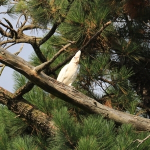 Cacatua tenuirostris X sanguinea at Goulburn, NSW - 26 Jan 2023