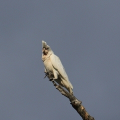 Cacatua tenuirostris X sanguinea at Goulburn, NSW - 26 Jan 2023