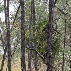 Aegotheles cristatus (Australian Owlet-nightjar) at Stromlo, ACT - 29 Jan 2023 by AJB