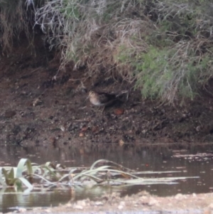 Gallinago hardwickii at Goulburn, NSW - 26 Jan 2023