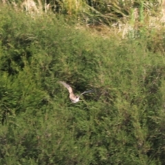 Gallinago hardwickii at Goulburn, NSW - 26 Jan 2023 06:17 PM