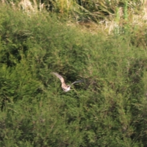 Gallinago hardwickii at Goulburn, NSW - 26 Jan 2023