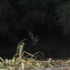 Gallinago hardwickii at Goulburn, NSW - 26 Jan 2023 06:17 PM