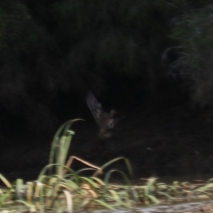 Gallinago hardwickii at Goulburn, NSW - 26 Jan 2023 06:17 PM