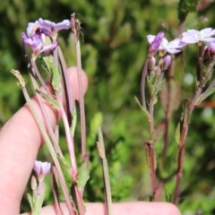 Epilobium gunnianum (Gunn's Willow-herb) at Cotter River, ACT - 8 Jan 2023 by Tapirlord