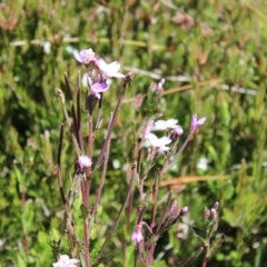 Epilobium gunnianum at Cotter River, ACT - 8 Jan 2023