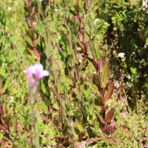 Epilobium gunnianum at Cotter River, ACT - 8 Jan 2023