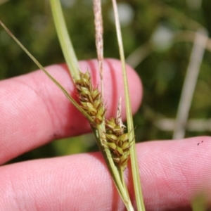 Carex blakei at Cotter River, ACT - 8 Jan 2023 10:16 AM