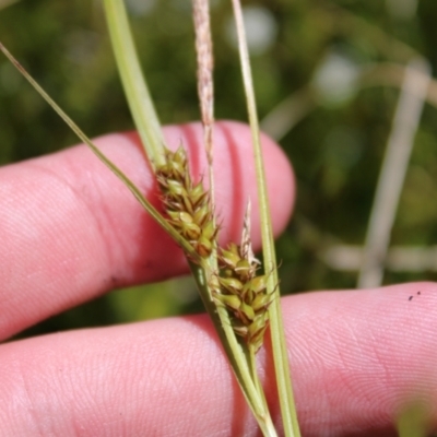 Carex blakei (Blake's Sedge) at Cotter River, ACT - 7 Jan 2023 by Tapirlord