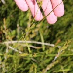 Carex blakei at Cotter River, ACT - 8 Jan 2023 10:16 AM