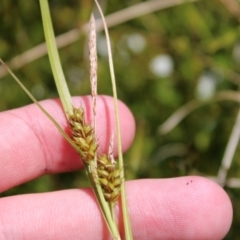 Carex blakei at Cotter River, ACT - 8 Jan 2023 10:16 AM