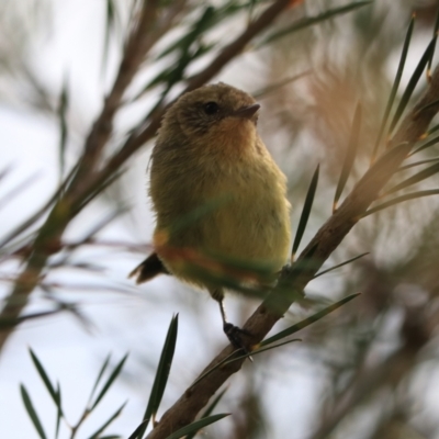 Acanthiza nana (Yellow Thornbill) at Goulburn, NSW - 26 Jan 2023 by Rixon