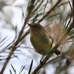 Acanthiza nana at Goulburn, NSW - 26 Jan 2023 06:31 PM