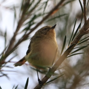 Acanthiza nana at Goulburn, NSW - 26 Jan 2023 06:31 PM