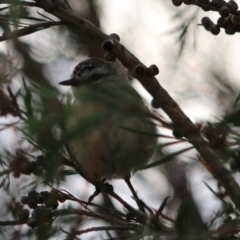 Acanthiza chrysorrhoa at Goulburn, NSW - 26 Jan 2023 06:35 PM