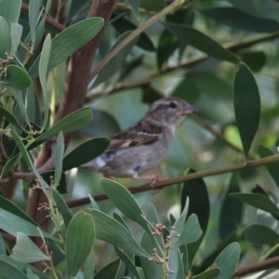Passer domesticus (House Sparrow) at Goulburn Wetlands - 26 Jan 2023 by Rixon