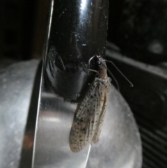 Archichauliodes (Riekochauliodes) guttiferus (Dobsonfly or Fishfly) at Charleys Forest, NSW - 24 Dec 2021 by arjay