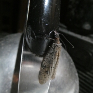 Archichauliodes (Riekochauliodes) guttiferus at Charleys Forest, NSW - 24 Dec 2021