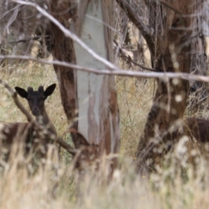 Dama dama at Goulburn, NSW - suppressed