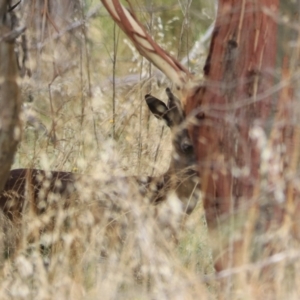 Dama dama at Goulburn, NSW - suppressed