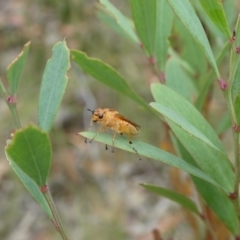 Pseudoperga lewisii (A Sawfly) at Charleys Forest, NSW - 16 Jan 2022 by arjay