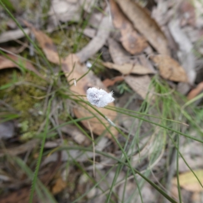 Monophlebulus sp. (genus) at Charleys Forest, NSW - 16 Jan 2022 by arjay