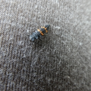 Harmonia conformis at Charleys Forest, NSW - 6 Dec 2021