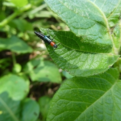 Melyridae (family) (Soft-winged flower beetle) at Charleys Forest, NSW - 14 Nov 2021 by arjay