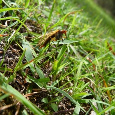 Chorista australis (Autumn scorpion fly) at Mongarlowe River - 5 Apr 2020 by arjay