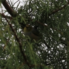 Zosterops lateralis at Goulburn, NSW - 27 Jan 2023