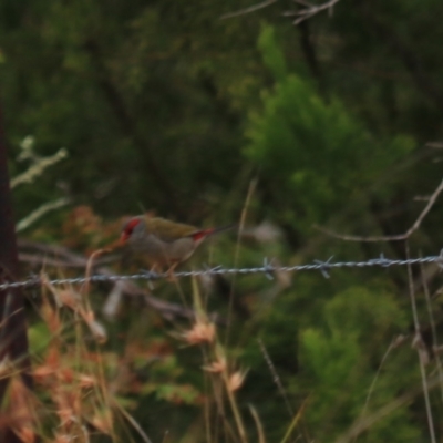 Neochmia temporalis (Red-browed Finch) at Goulburn, NSW - 26 Jan 2023 by Rixon