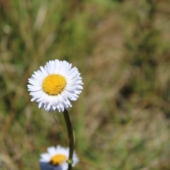 Brachyscome scapigera (Tufted Daisy) at Cotter River, ACT - 8 Jan 2023 by Tapirlord