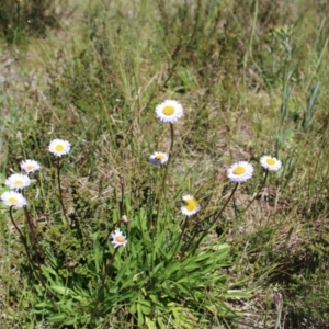 Brachyscome scapigera at Cotter River, ACT - 8 Jan 2023